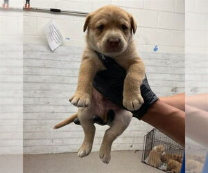 American Pit Bull Terrier Dogs for adoption in San Bernardino, CA, USA