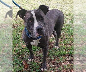 American Staffordshire Terrier Dogs for adoption in Fort Lauderdale, FL, USA