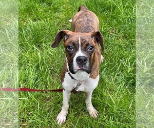 Boxer Dogs for adoption in Lake Stevens , WA, USA