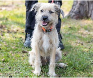 Mutt Dogs for adoption in Brooklyn Center, MN, USA