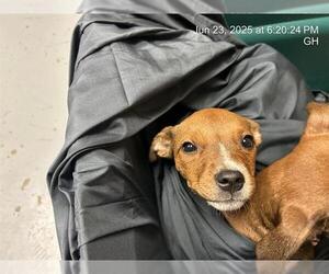American Pit Bull Terrier-Unknown Mix Dogs for adoption in Ocala, FL, USA