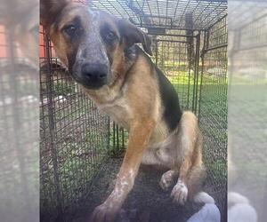 German Shepherd Dog-Unknown Mix Dogs for adoption in Houston, TX, USA