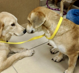 Medium Photo #1 Basset Hound-Labrador Retriever Mix Puppy For Sale in Tampa, FL, USA