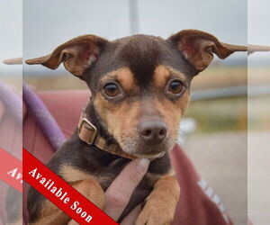 Chipin Dogs for adoption in Huntley, IL, USA