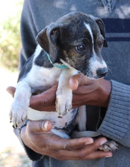 Rat Terrier-Unknown Mix Dogs for adoption in Sugar Land, TX, USA