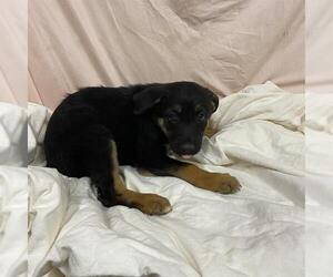 Rottweiler-Unknown Mix Dogs for adoption in Modesto, CA, USA