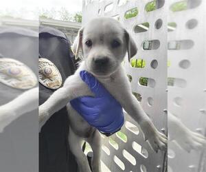 Labrador Retriever-Unknown Mix Dogs for adoption in San Antonio, TX, USA