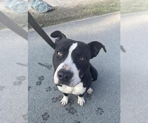 American Pit Bull Terrier-Unknown Mix Dogs for adoption in Stockton, CA, USA