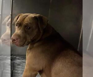 American Pit Bull Terrier-Unknown Mix Dogs for adoption in Downey, CA, USA
