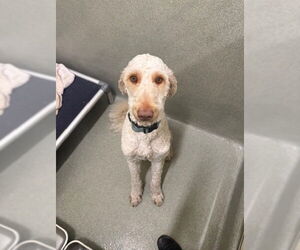 Goldendoodle Dogs for adoption in Lee's Summit, MO, USA