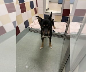 Australian Kelpie-Unknown Mix Dogs for adoption in Plano, TX, USA