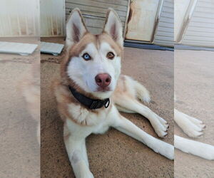 Siberian Husky Dogs for adoption in Cumming, GA, USA