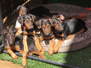 Doberman Pinscher Dogs for adoption in Arlington, WA, USA