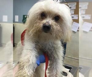Maltese-Unknown Mix Dogs for adoption in Riverside, CA, USA