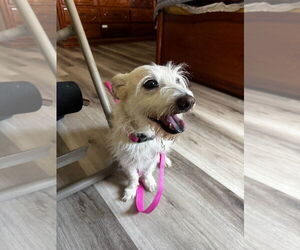 Parson Russell Terrier Dogs for adoption in Menifee, CA, USA