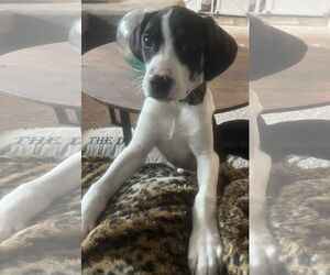 Mutt Dogs for adoption in Mount Pleasant, SC, USA