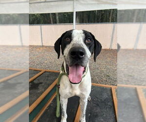Plott Hound-Unknown Mix Dogs for adoption in Palmetto, FL, USA