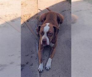 American Staffordshire Terrier Dogs for adoption in San Antonio, TX, USA