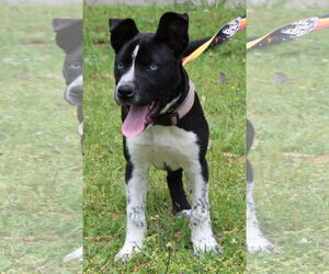Huskies -Unknown Mix Dogs for adoption in Prattville, AL, USA