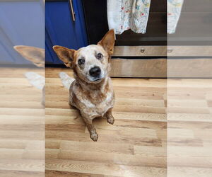 Mutt Dogs for adoption in Boston, MA, USA