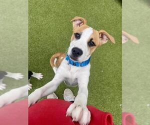 American Staffordshire Terrier-Unknown Mix Dogs for adoption in Dedham, MA, USA