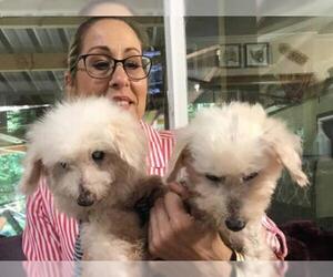 Poodle (Toy) Dogs for adoption in Vernonia, OR, USA
