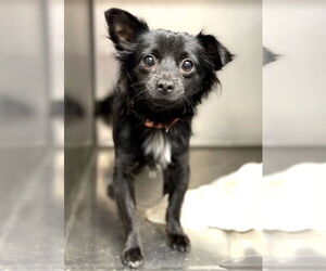 Chihuahua-Unknown Mix Dogs for adoption in St. Louis Park, MN, USA