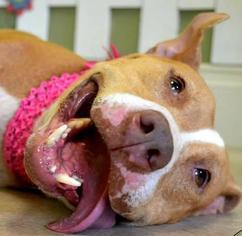 Boxador Dogs for adoption in Land O Lakes, FL, USA