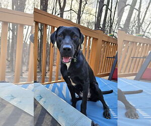 Labrador Retriever-Unknown Mix Dogs for adoption in Silver Spring, MD, USA
