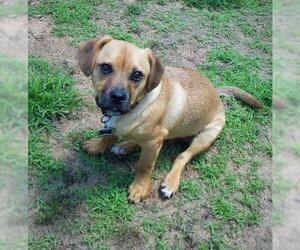 Boxer-Pekingese Mix Dogs for adoption in Newnan, GA, USA
