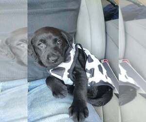 Labrador Retriever-Unknown Mix Dogs for adoption in Bolivar, MO, USA