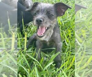 Shih Tzu-Unknown Mix Dogs for adoption in Alexandria, VA, USA