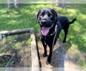 Mastador Dogs for adoption in Murfreesboro, TN, USA