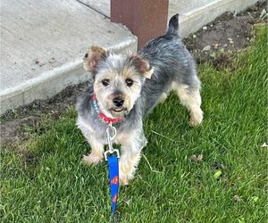 Mutt Dogs for adoption in hinckley, IL, USA