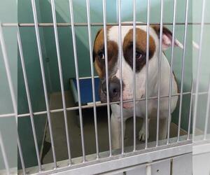 American Pit Bull Terrier Dogs for adoption in Camarillo, CA, USA