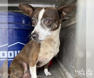 Chihuahua-Unknown Mix Dogs for adoption in Washington, DC, USA