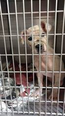 Medium Photo #1 Mutt Puppy For Sale in Whitestone, NY, USA