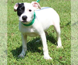 Mutt Dogs for adoption in Prattville, AL, USA