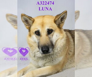 German Shepherd Dog Dogs for adoption in Stockton, CA, USA