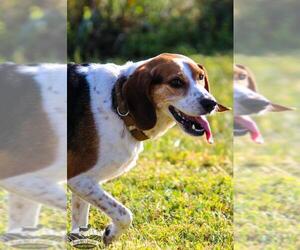 Beagle Dogs for adoption in Towson, MD, USA