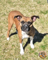 Boxer-Unknown Mix Dogs for adoption in Mt Vernon, IN, USA