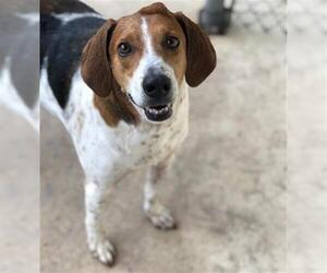 American Foxhound Dogs for adoption in Gainesville, FL, USA