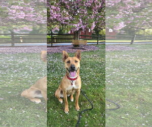 Mutt Dogs for adoption in Rockaway, NJ, USA