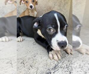 American Pit Bull Terrier-Unknown Mix Dogs for adoption in Oklahoma City, OK, USA