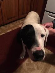 Basset Hound-Unknown Mix Dogs for adoption in Moundridge, KS, USA