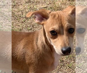 Chiweenie Dogs for adoption in Glendale , AZ, USA