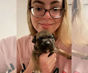 American Pit Bull Terrier-Bulldog Mix Dogs for adoption in New Orleans, LA, USA