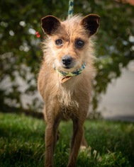 Mutt Dogs for adoption in See Website, CA, USA