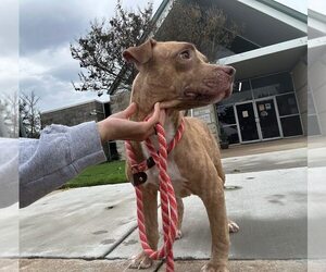 American Pit Bull Terrier-Unknown Mix Dogs for adoption in Rowlett, TX, USA