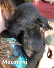 Medium Photo #1 Mutt Puppy For Sale in Littleton, CO, USA